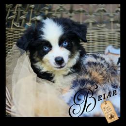 Briar - Price 1850 - Black & white male Miniature Australian Shepherd puppy in Ennis, Texas from God’s Little Aussies