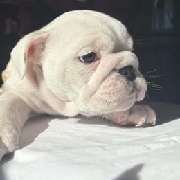 Bulldog Puppies from Anthony Manor Bulldogs