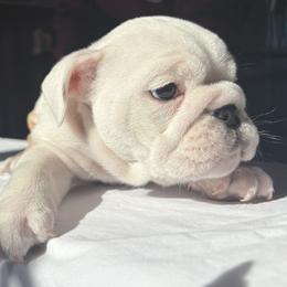Bulldog Puppies from Anthony Manor Bulldogs