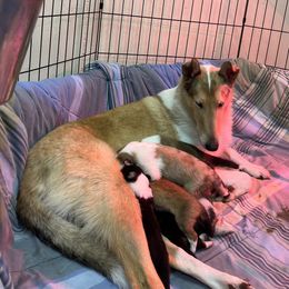 Collie Puppies from River-Valley Collies