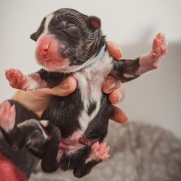 Australian Shepherd Puppies from Kelly Krew Aussies