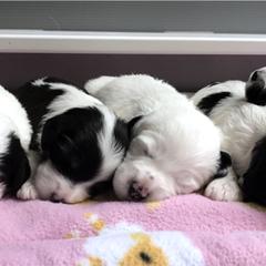 Polish Lowland Sheepdogs from Kristine Kim