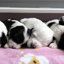 Polish Lowland Sheepdogs from Kristine Kim