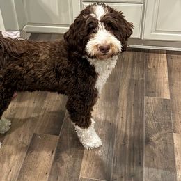 Prim - Bernedoodle