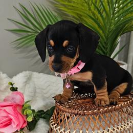 Greta - Black and tan female Dachshund puppy in Utica, Ohio from Poodle Me Crazy