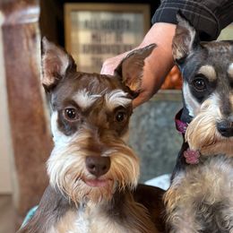 Miniature Schnauzers from Farmhouse Schnauzers
