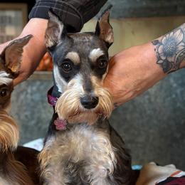 Miniature Schnauzers from Farmhouse Schnauzers