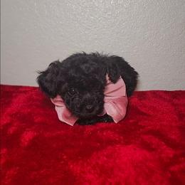 HARLEY - Black female Maltipoo puppy in Palmdale, California from J Designer Puppies