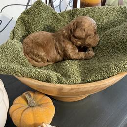 Mr Red - Red male Cavapoo puppy in Nampa,, Idaho from Clig Doodle Days