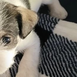 Miniature Schnauzers from Farris Schnauzer Puppies
