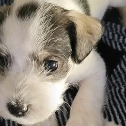 Miniature Schnauzers from Farris Schnauzer Puppies