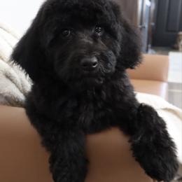 Dolce Gabbana - Black female Bernedoodle puppy in Ohio from Moore Doodles