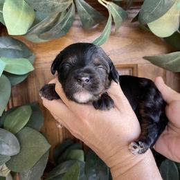 Zuzu - Tri-color female Bernedoodle puppy in Superior, Arizona from Mountain Bridge Doodles