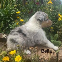 Bella - Blue merle female Collie puppy in Hinckley, Minnesota from Rusty Spur Collies