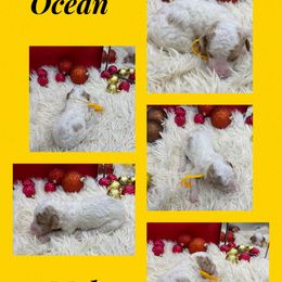 Ocean - Parti male Goldendoodle puppy in Wayland, New York from Loris Pampered Pooches💕