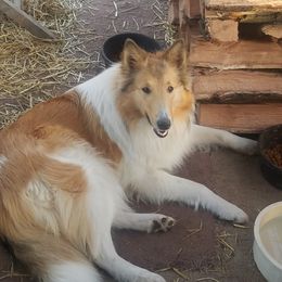 Vixen - Collie