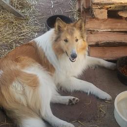 Vixen - Collie