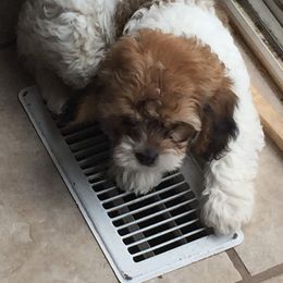 Cavapoo and Poodle Puppies from Happy Tails Poods and Doods