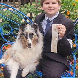 Honeychild - Shetland Sheepdog