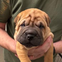 Puppy 4 - Red fawn female Chinese Shar-Pei puppy in Cave Creek, Arizona from Center Stage Shar-pei