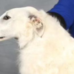 Spirea - Borzoi