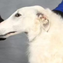Spirea - Borzoi
