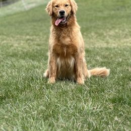 Halo - Golden Retriever