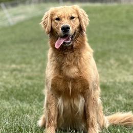 Halo - Golden Retriever