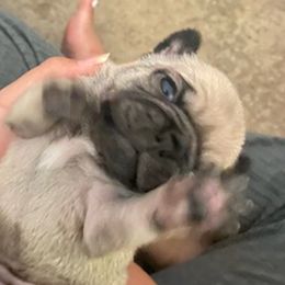 Pugs from Team Pug Puppy Lover