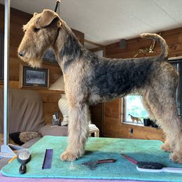 Airedale Terrier Puppies from Mystic’s Airedales