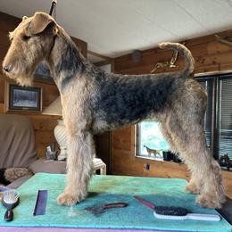 Airedale Terrier Puppies from Mystic’s Airedales