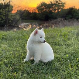 Pomsky and Siberian Husky Puppies from A-Dream Pomsky Kennel