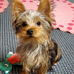 Yorkshire Terriers from Fabiola Yorkies