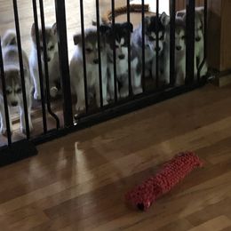 Siberian Husky Puppies from Blood Eagle Kennels