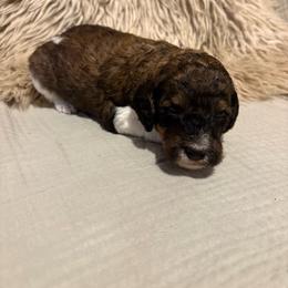 Perch - Parti female Poodle puppy in Troy, New Hampshire from SP Standard Poodles