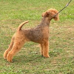 Kiki - Lakeland Terrier