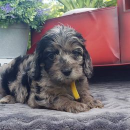 Cockapoo, Cocker Spaniel, and Goldendoodle Puppies from Robbin's Treasures