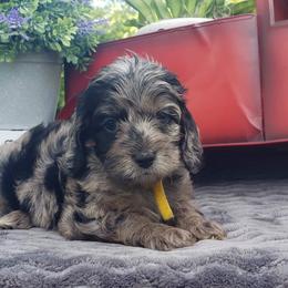 Cockapoo, Cocker Spaniel, and Goldendoodle Puppies from Robbin's Treasures