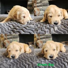 Orange boy - Golden male Golden Retriever puppy in Howell, Michigan from Robbin's Treasures