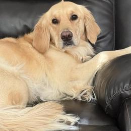 Tilly - Golden Retriever
