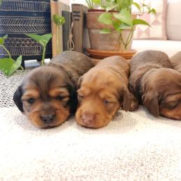 Dachshund Puppies from Dogwood Acre Dachshunds