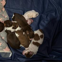 Girl 3 - Piebald female Dachshund puppy in Copperas Cove, Texas from Creme de la Creme Dachshunds