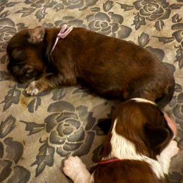 Shiz - Brindle female Cavatzu puppy in Saint Paul, Minnesota from Amy’s Puppy Tzu