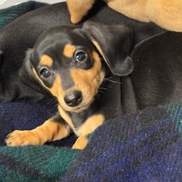 Clover (blue) - Black and cream female Dachshund puppy in Shawnee, Oklahoma from Magic Eagle Miniature Dachshunds