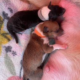 Collie Puppies from Vintage Collies