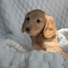 Dachshund Puppies from Dash of Love