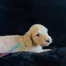 Cetus - Cream male Dachshund puppy in Peyton, Colorado from Dachshund Universe