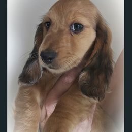 Dachshund Puppies from Valley Springs Daschunds