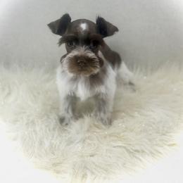 Margaret - Liver female Miniature Schnauzer puppy in Overton, Texas from Beards & Bows Schnauzer Farm