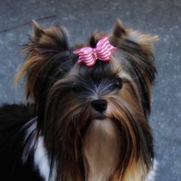 Bandit - Yorkshire Terrier